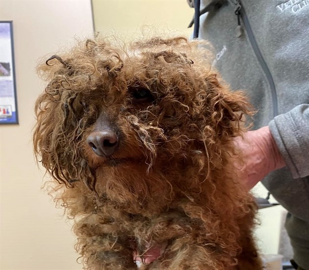 A severely matted dog found in Sorrento. 