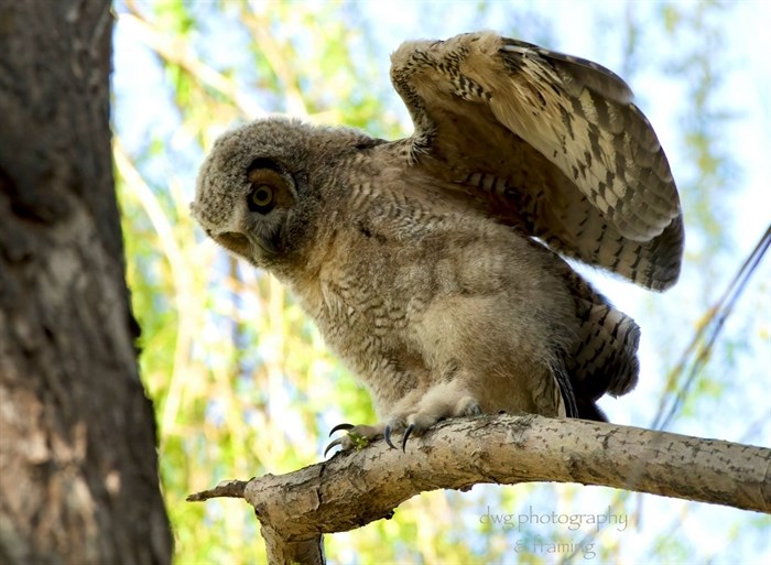 Great horned owlet in Kamloops area, 2021. 