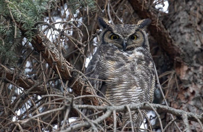 Mother great horned owl watches Kamloops photographer. 