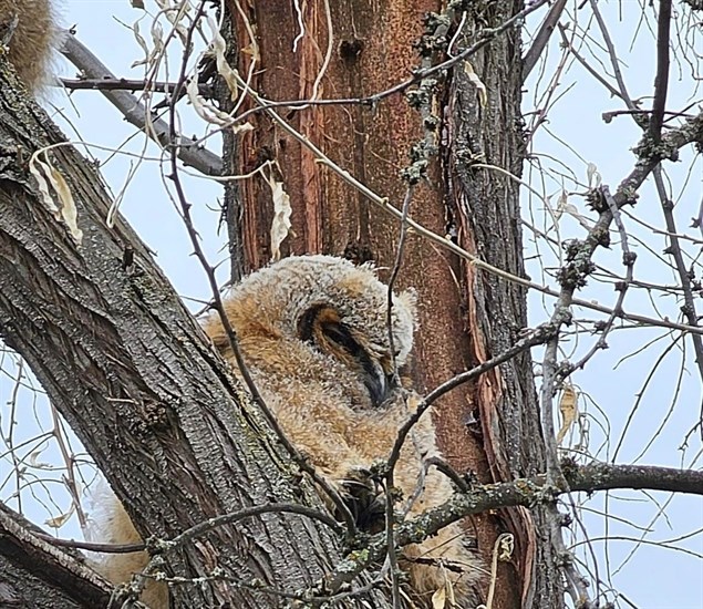 Great horned owlet sleeps in tree in Vernon. 