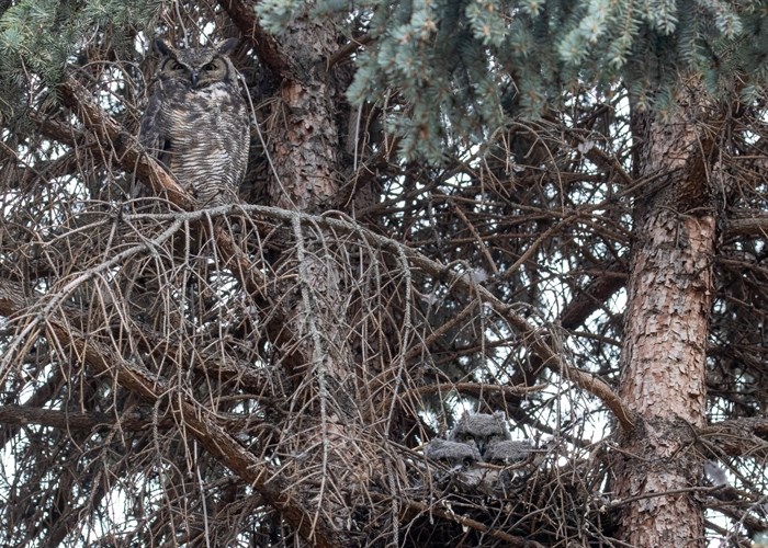 Hard to spot mother owl with three owlets, Kamloops. 