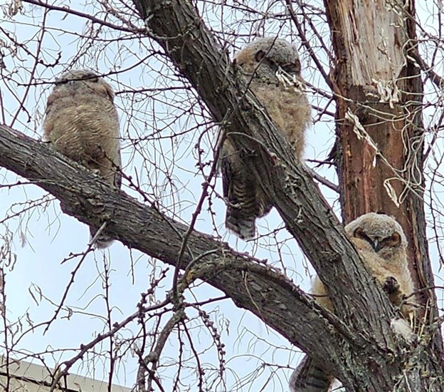 Three great horned owlets in Vernon. 
