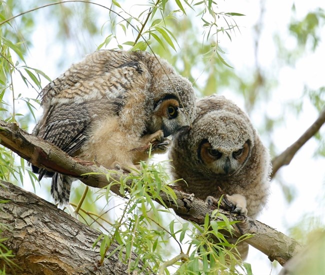 Great horned owlets in Kamloops, 2020. 