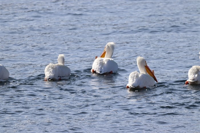 Pelicans swimming on Okanagan Lake, Peachland. 