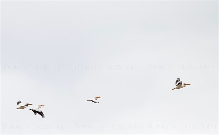 American White Pelicans in flight in the Shuswap. 