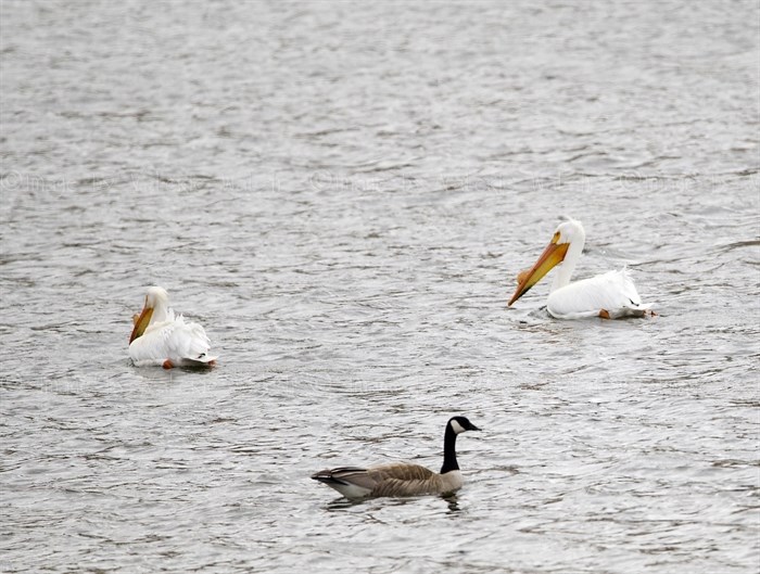 American white pelicans swimming with a goose on a lake in the Shuswap. 