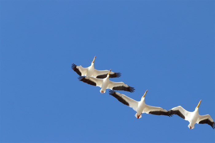 American White Pelicans over Okanagan Lake, Peachland. 