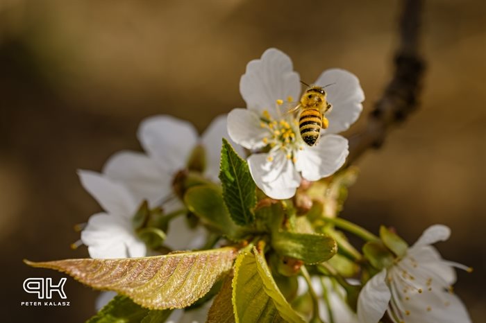 Bee pollinating cherry blossoms in Grand Forks.  