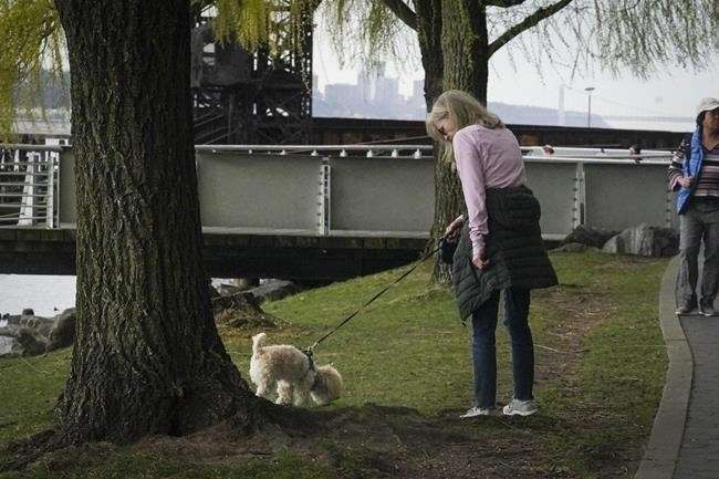 Colleen Briggs watch carefully as her 8-month-old poodle named Bondi sniffs around, during a walk a park near their home, Thursday April 6, 2023, in New York. When Bondi recently became sick, a quick diagnosis found he was likely poisoned after nibbling unfinished marijuana joints. Veterinarians are growing alarmed by an apparent rise in marijuana poisonings among dogs that ingest discarded joints and edibles on city sidewalks. 