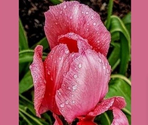 Pink tulip, Kelowna. 