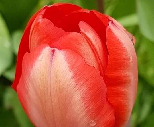 Red tulip, Kelowna. 