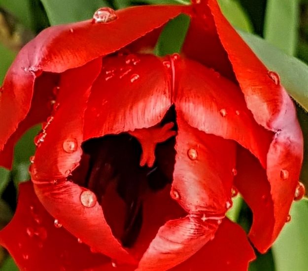 Red tulip in Kelowna. 
