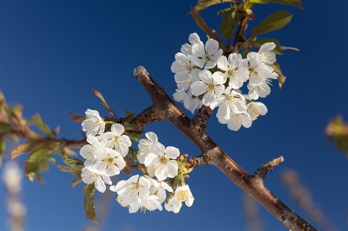 Cherry trees are blossoming at Jealous Fruit farms in Kamloops and the Okanagan. 