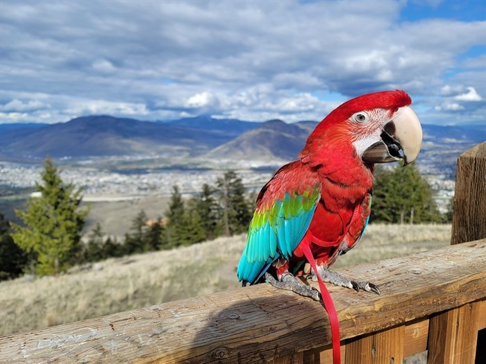 Kamloops woman Ashley Sokoloski's pet parrot.