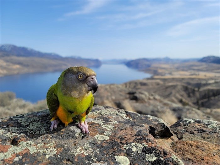 Kamloops resident Ashley Sokoloski takes pet parrots on hikes. 