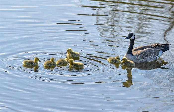 Canada Goose swimming with clutch of goslings in Kamloops.  