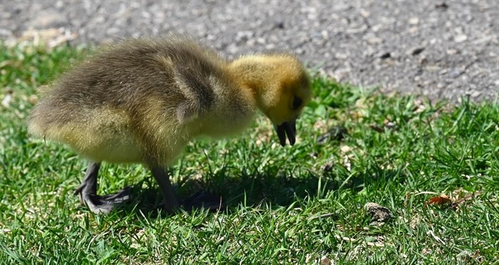 Gosling pecking at the grass in the Kamloops area. 