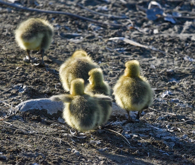 iN PHOTOS: Canada geese goslings caught on camera in Kamloops