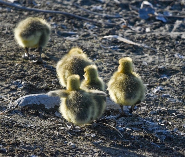 Clutch of Canadian goose goslings in Kamloops. 