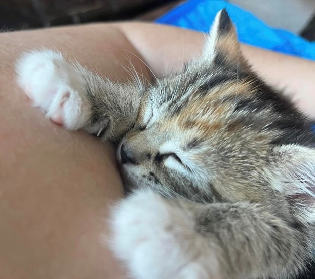 They are hoping to keep the kitten, which appears to have made friends with their dog. They've named the kitten Paisley. 