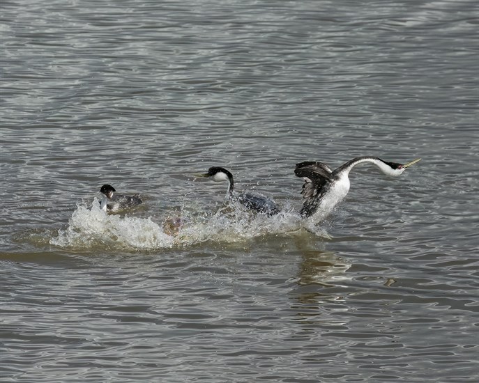 Every April Western grebes arrive at Salmon Arm Bay on Shuswap Lake. 