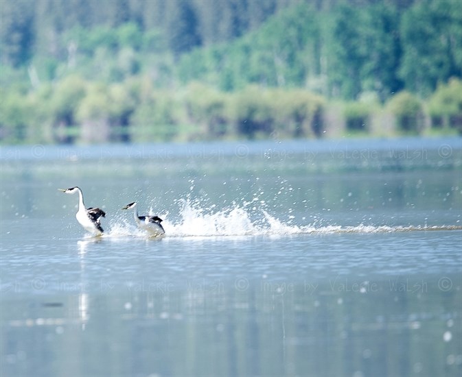 Western grebes doing a courtship ceremony on Shuswap Lake.  