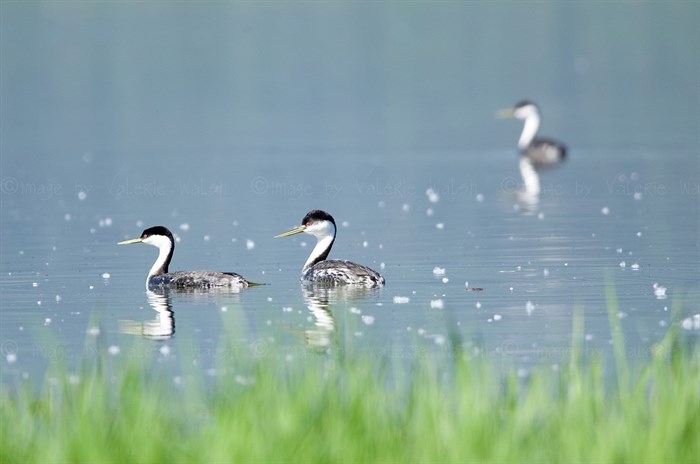 Salmon Arm Bay on Shuswap Lake is home to a colony of Western grebes. 