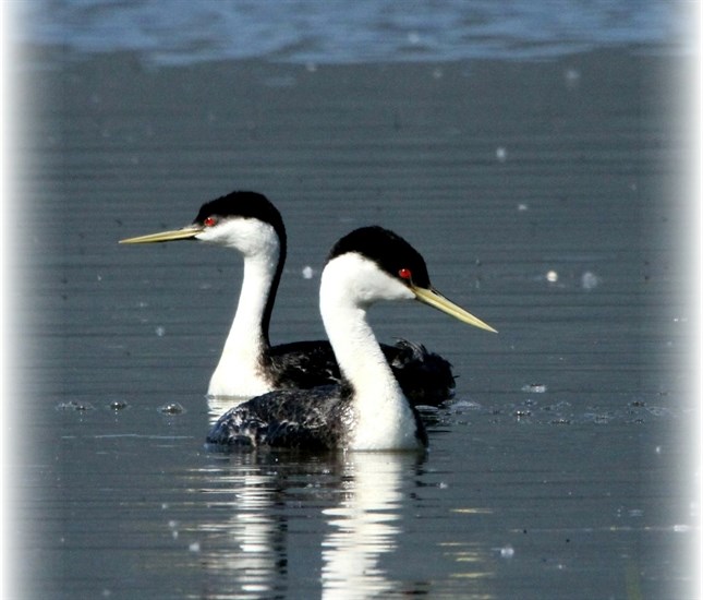 A pair of Western grebes on Shuswap Lake. 