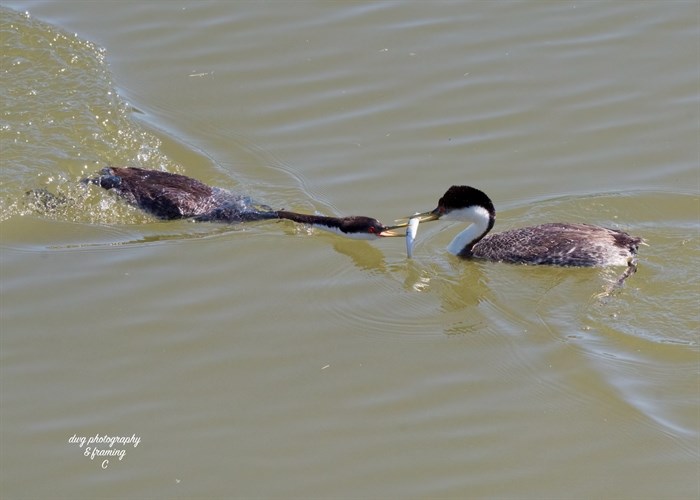 Western grebes give their partners gifts as part of their courting routine. 