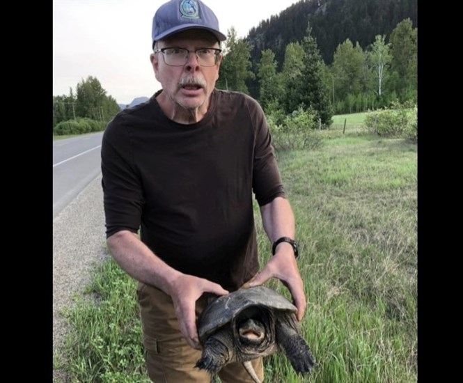 Clearwater resident Richard Freeman moving a snapping turtle to safety. 