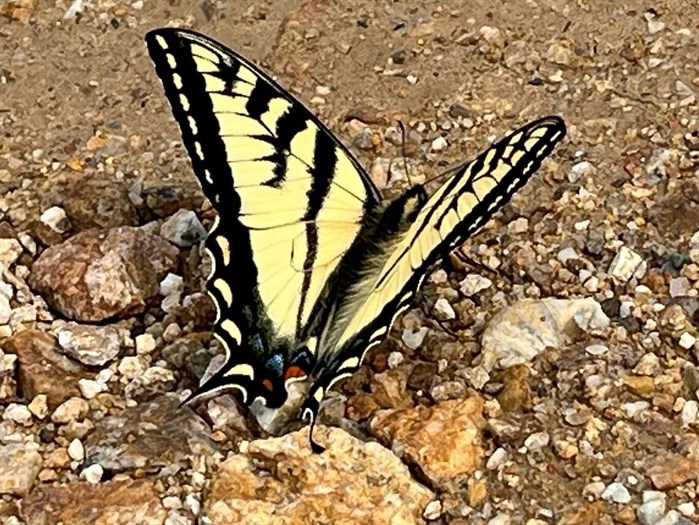 Swallowtail butterfly on gravel in Eagle Bay. 