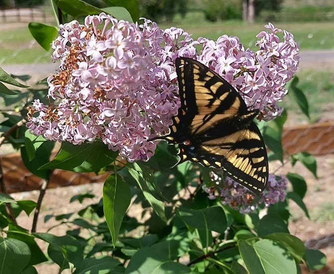 Swallowtail butterfly on lilac blossoms in Chase. 