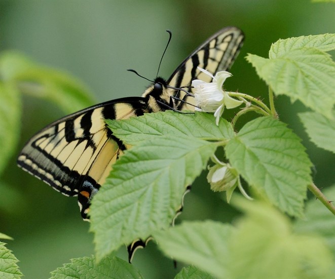 Swallowtail butterfly, Kamloops. 