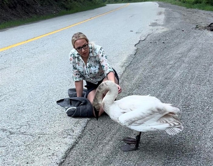 Penticton resident Brandi Hansen rescuing an injured Trumpeter swan on Green Mountain Road.