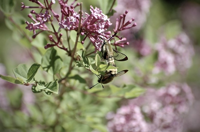 Two hummingbird clearwing moths mating on lilacs in a Kamloops garden. 