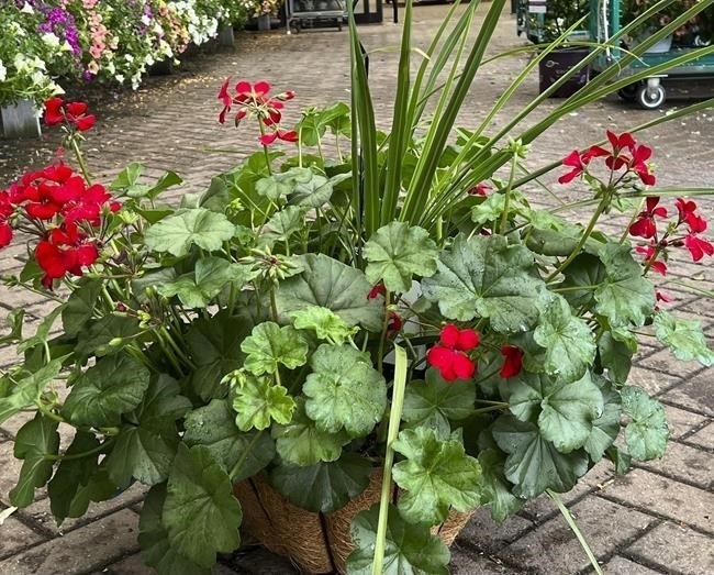 This photo provided by Jessica Damiano shows a professionally planted container on display at Hicks Nurseries in Old Westbury, NY.