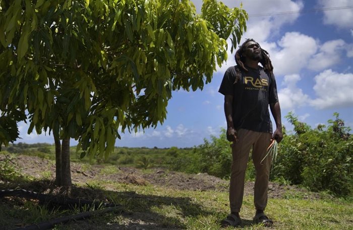 Ras Richie stands on the Rastafari farm and sacred grounds of the Ras Freeman Foundation for the Unification of Rastafari on Saturday, May 13, 2023, in Liberta, Antigua. He is a co-founder of Humble and Free Wadadli, which leads eco-tours to the farm where cannabis, fruit and vegetables are grown.