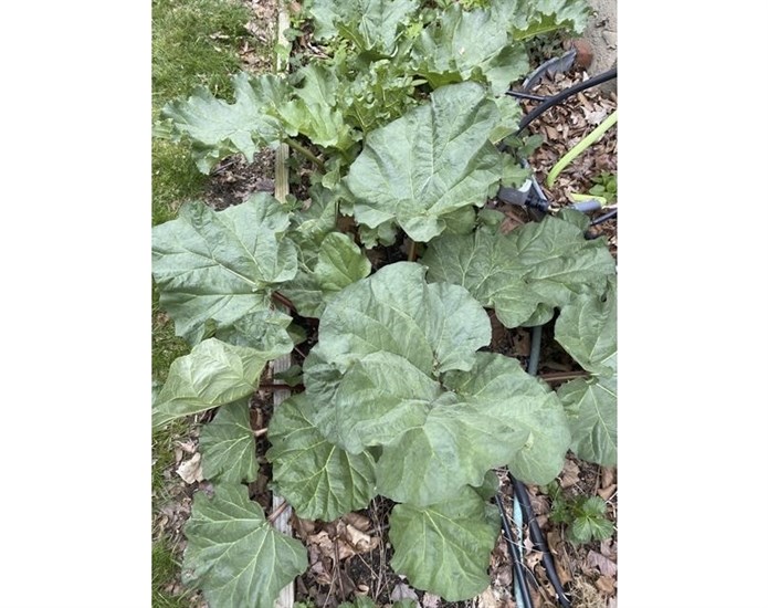 This May 22, 2021, image provided by Greg Lowenthal shows a rhubarb plant growing in East Northport, N.Y.