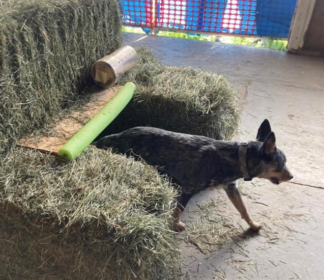 Barn Hunt is sport where dogs sniff for rats hidden in containers in barns with straw or hay bales in them.