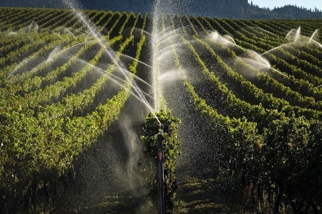 Sprinklers water grapevines in the Okanagan Valley's wine country near Oliver, B.C., Thursday, Sept. 15, 2016. Wine growers in British Columbia say this year's grape crop and wine production face deep losses after a cold snap gripped the province last winter.