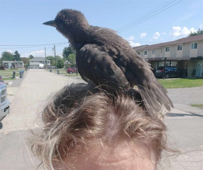 A pet sparrow sits on Kamloops resident Katie Moody's head. 