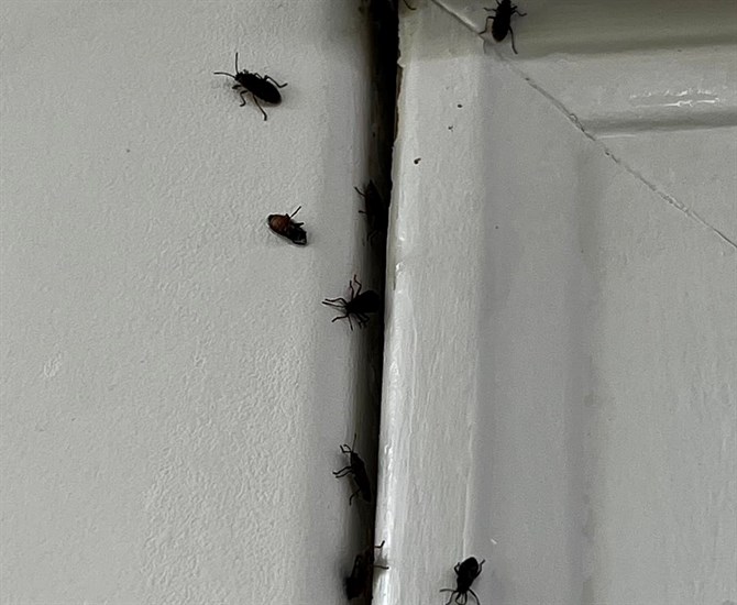 Elm seed bugs can be seen crawling in the cracks of a home in Lake Country. 