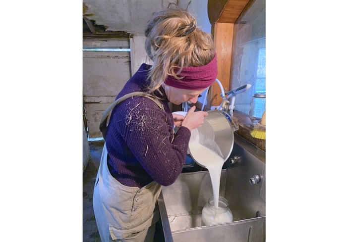 Linnaea Farm steward Tamara McPhail pours fresh milk into a jar after tending to her dairy cows.