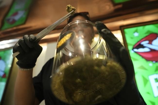 A flower bud of marijuana is prepared for customers at a Dutch passion shop in Bangkok, Thailand, Tuesday, June 27, 2023.