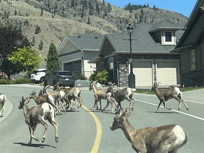 Bighorn sheep in Kamloops. 