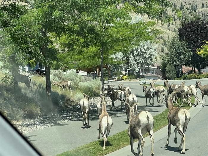 Bighorn sheep in Kamloops. 