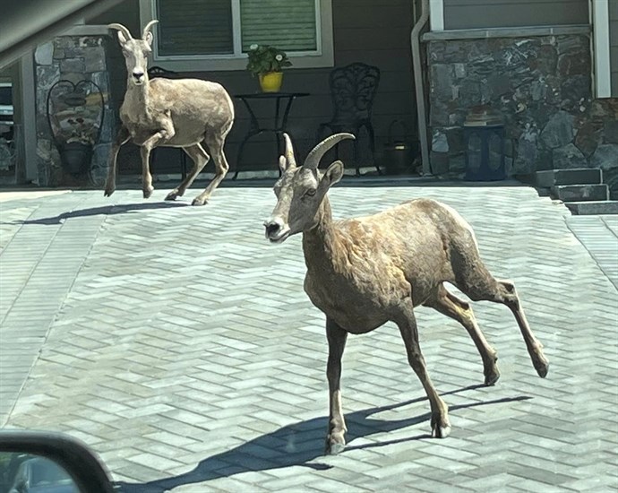 Bighorn sheep at Sun Rivers Resort Community in Kamloops. 