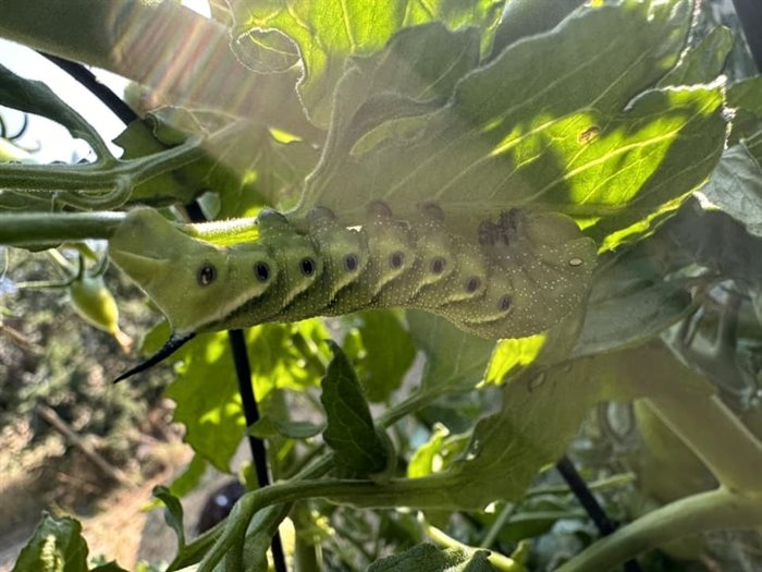 A tomato hornworm chews on a tomato plant in a garden in Summerland. 