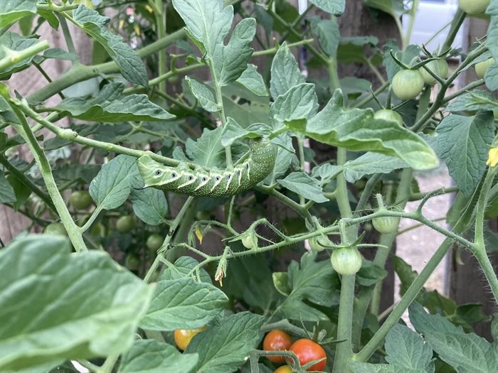 A tomato hornworm crawling on a tomato plant in a Kamloops garden.