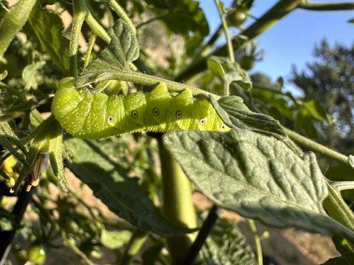 A tomato hornworm munches on a tomato plant in Summerland. 